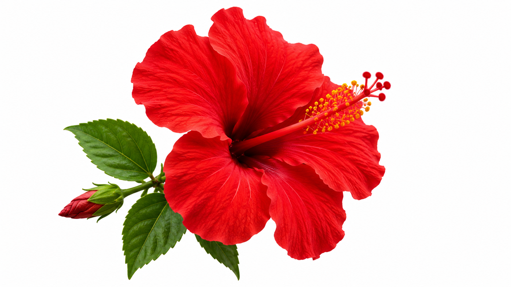 Hibiscus